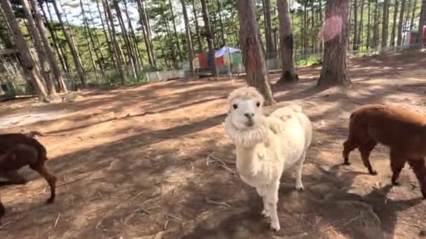 Cute Alpaca Haircut Petting Zoo Looking Camera Pine Tree Forest — Stock Video