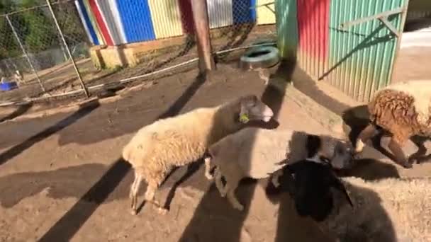 動物園で多くの羊の人々を恐れていません 高品質4K映像 — ストック動画