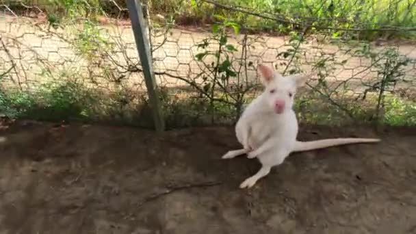 Cute Ciekawski Albinos Wallaby Skoków Dotykając Wallaby Wysokiej Jakości Materiał — Wideo stockowe
