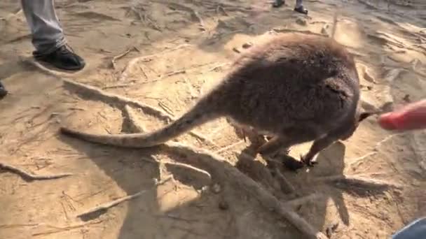 Touching Friendly Wallaby Erected Penis Animal Afraid People High Quality — Stok video
