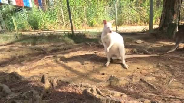 Belo Curioso Albino Wallaby Hopping Wallaby Imagens Alta Qualidade — Vídeo de Stock