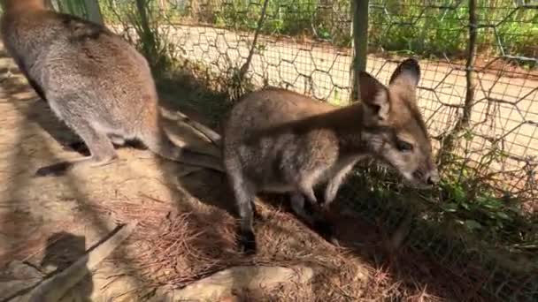 Meraklı Valabi Evcil Hayvan Çiftliğindeki Kameraya Bakıyor Nsanlardan Korkmuyor Yüksek — Stok video