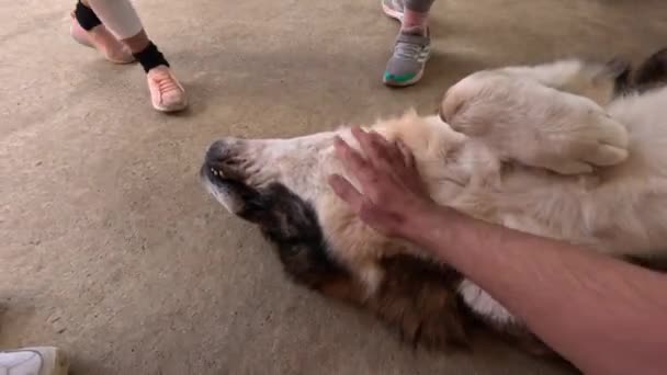 Een Enorme Hond Ligt Zijn Rug Terwijl Een Hand Zijn — Stockvideo