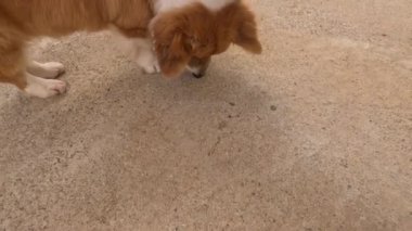 Vejetaryen bir Corgi köpeği yer fıstığı yiyor ve yerde yatıyor. Bir el bir korgiyi okşuyor. Yüksek kalite 4k görüntü