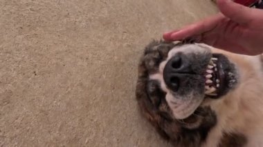 Bir el boynunu ve başını ovalarken kocaman bir köpek sırt üstü uzanıyor. Yüksek kalite 4k görüntü