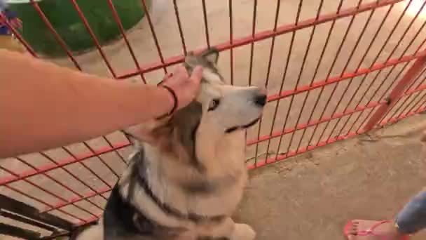 避難所で友好的に座っているハスキー犬をペットにしてください 高品質4K映像 — ストック動画
