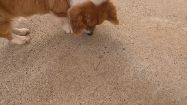 Wegetariański Pies Corgi Orzeszki Ziemne Leży Podłodze Ręka Pieści Corgi — Wideo stockowe