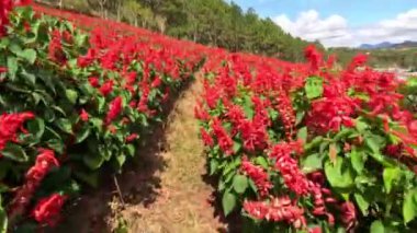 Kızıl adaçayı Salvia, sonsuz tarlaları süslüyor. Kamera hareket ediyor. Yüksek kalite 4k görüntü