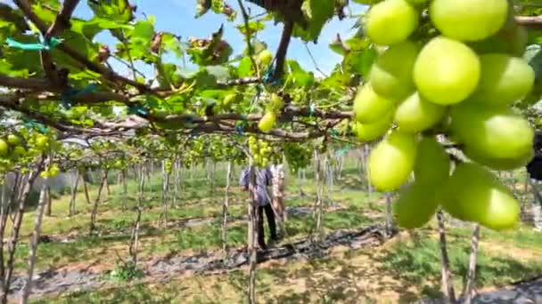 Zielone Winogrona Winnicy Trzęsą Się Silnego Wiatru Phan Rang Ninh — Wideo stockowe