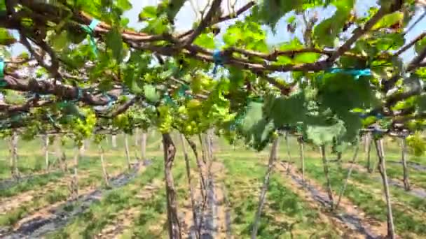 Les Raisins Verts Dans Vignoble Sont Secoués Par Vent Violent — Video