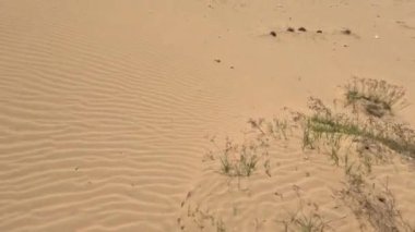 Nam Cuong kum tepelerinde yürümek, bir sürü çöp. Phan Rang, Ninh Thuan, Vietnam. Yüksek kalite 4k görüntü