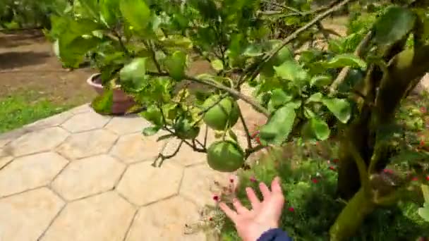Ένα Αρσενικό Χέρι Αγγίζει Πόμελους Ένα Δέντρο Μια Κατσαρόλα Κοντά — Αρχείο Βίντεο