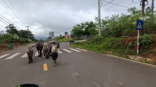 Búfalos Água Estão Andando Estrada Uma Aldeia Com Uma Pastora — Vídeo de Stock
