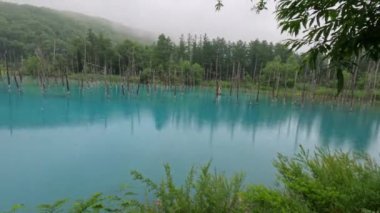Biei, Hokkaido Japonya 'da nefes kesen güzel Shirogane Mavi Göleti. Yağmurlu bulutlu bir gün. Alüminyum reaksiyon suyu mavi yapar. Yüksek kalite 4k görüntü