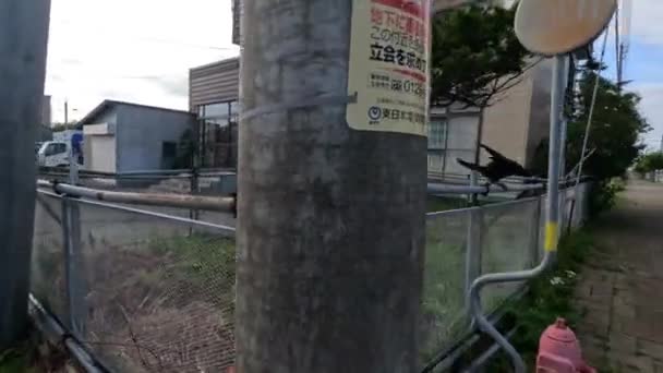 일본의 거리에서 거대한 까마귀 까마귀를 뛰어오르고 있어요 고품질 — 비디오