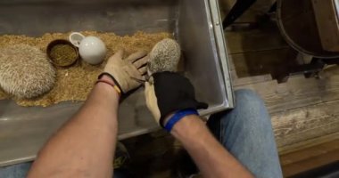 Şirin, genç bir kirpi cımbızla solucan yiyor. Hayvanat bahçesi. Kirpi Kafe, Tokyo, Japonya. Yüksek kalite 4k görüntü