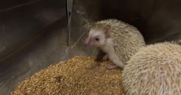 Roztomilý Mladý Ježek Červy Pinzety Ruce Zoo Mazlení Kavárna Hedgehog — Stock video