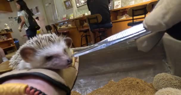 Roztomilý Mladý Ježek Červy Pinzety Ruce Zoo Mazlení Kavárna Hedgehog — Stock video