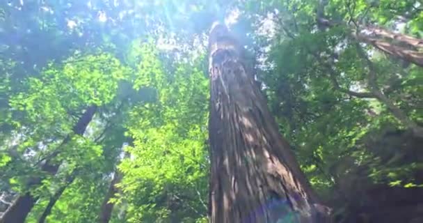 Ręka Ukraińską Bransoletką Dotyka Olbrzymiego Drzewa Starym Japońskim Lesie Wysokiej — Wideo stockowe