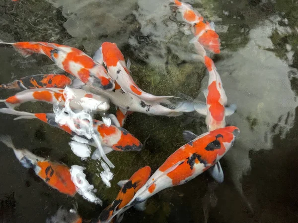 Colorato Ornamentale Koi Pesce Galleggiante Nello Stagno Artificiale Vista Dall — Foto Stock