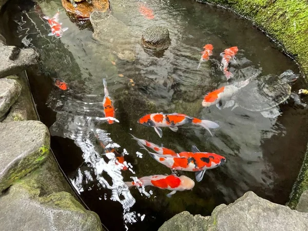 stock image Colorful ornamental Koi fish float in the artificial pond, view from above good for content multimedia background