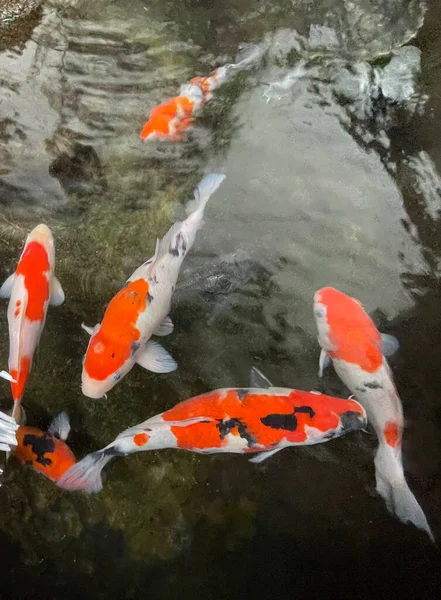 Красочные Декоративные Кои Рыбы Плавают Искусственном Пруду Вид Сверху Хорошо — стоковое фото