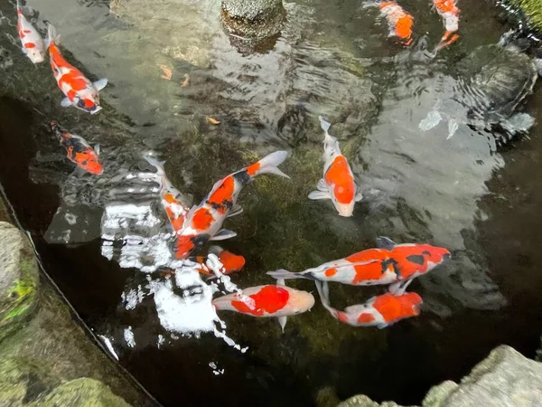 Barevné Ornamentální Koi Ryby Plují Umělém Rybníku Pohled Shora Dobré — Stock fotografie
