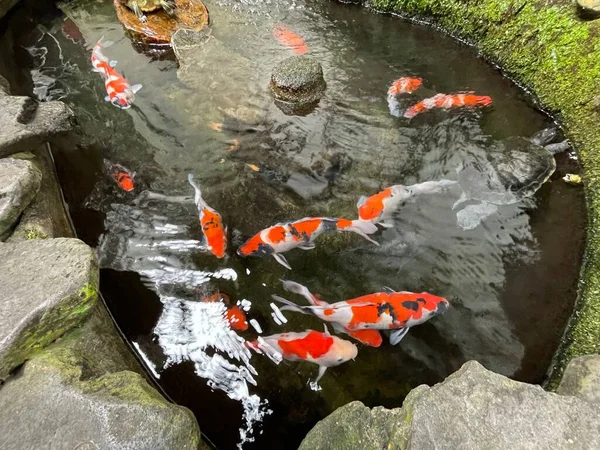 stock image Colorful ornamental Koi fish float in the artificial pond, view from above good for content multimedia background