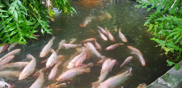 Kolam Ikan Tropis Dengan Warna Warni Hias Hijau Perkebunan Tropis — Stok Foto