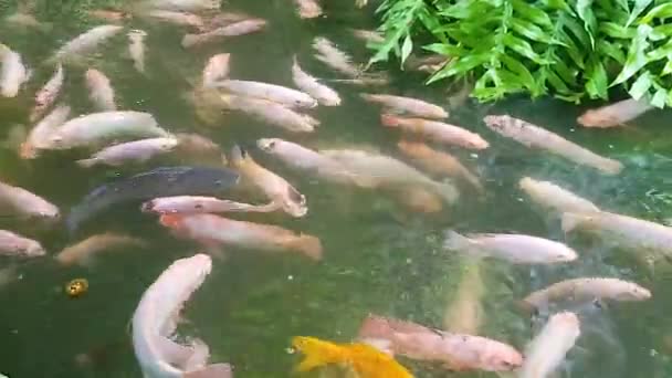 Lagoa Peixes Tropical Com Plantação Tropical Verde Decorativa Colorida Para — Vídeo de Stock