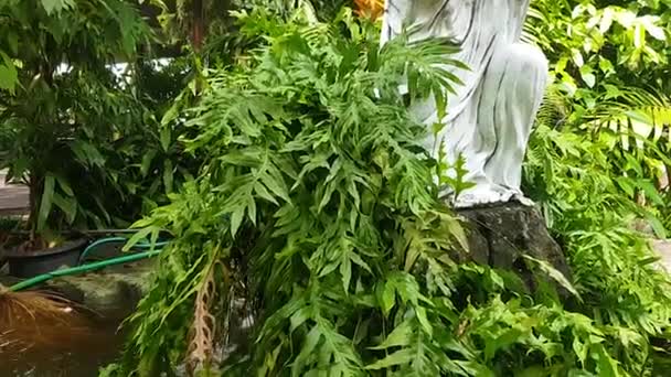 Tropische Visvijver Met Kleurrijke Decoratieve Groene Tropische Plantage Voor Achtertuin — Stockvideo