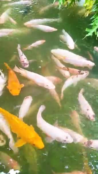 热带鱼塘 有五彩缤纷的绿色热带种植园 用作后院装饰的意念 — 图库视频影像