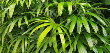 Yeşil yaprak ve palmiye arka planının doğa görüntüsü. Tropikal bitkiler, tropikal yaprak bahçesi
