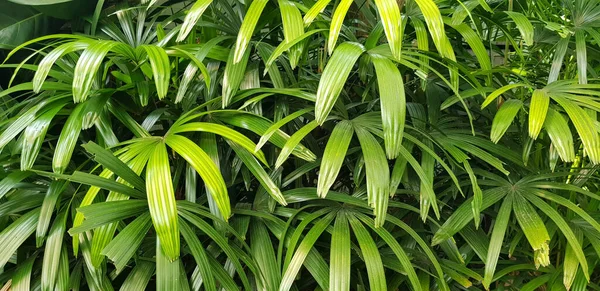 Улучшить Вид Природу Фоне Зеленых Листьев Пальм Тропические Растения Тропические — стоковое фото