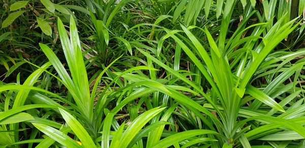 Nahaufnahme Natur Ansicht Des Grünen Blattes Und Palmen Hintergrund Tropische — Stockfoto