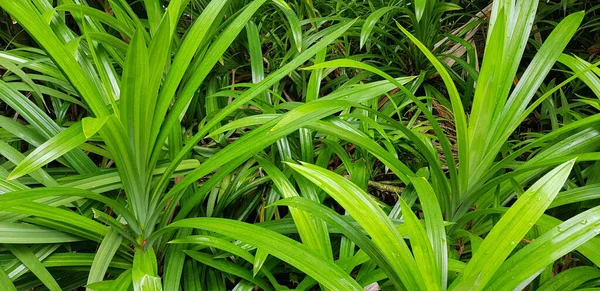 stock image closeup nature view of green leaf and palms background. tropical plants, tropical leaf tropical garden