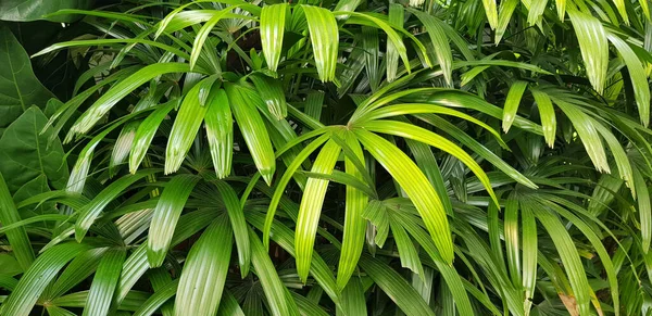 Close Natuur Uitzicht Groen Blad Palmen Achtergrond Tropische Planten Tropische — Stockfoto