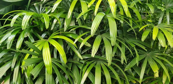 Closeup Φύση Άποψη Του Πράσινου Φύλλα Και Φοίνικες Φόντο Τροπικά — Φωτογραφία Αρχείου