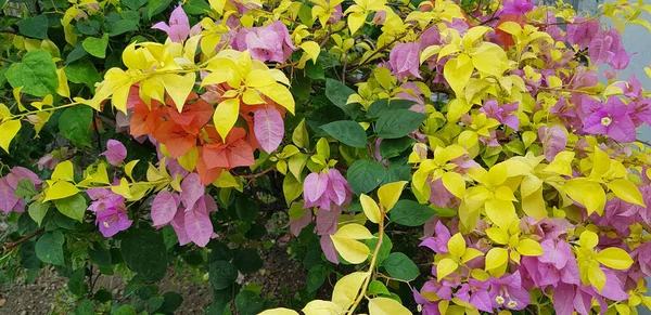 Les Fleurs Bougenville Aussi Appelées Fleurs Papier Parce Que Texture — Photo