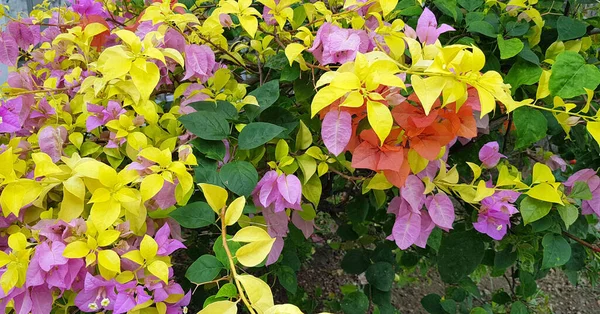 Les Fleurs Bougenville Aussi Appelées Fleurs Papier Parce Que Texture — Photo