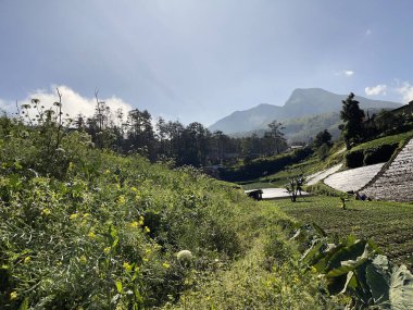 Dağın güzel panoramik manzarası ve yeşil alanlar, arka planlar için güzel manzara, Endonezya 'nın dağlık bölgesi.