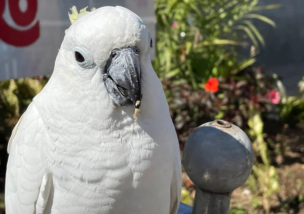 smart white exotic cockatoo bird perches in the bird sanctuary, interacting with visitors of the zoo in Java, Indonesia