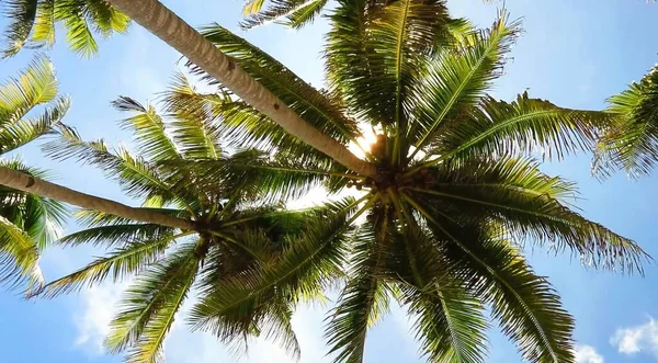 Тропічний Райський Пляж Білим Піском Пальмами Панорамний Туристичний Концептуальний Фон — стокове фото