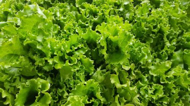 fresh growing lettuce leaves used as main ingredients for salad in the garden very green and healthy diet in the farm
