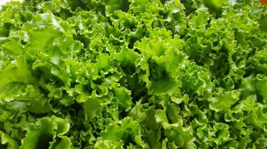 fresh growing lettuce leaves used as main ingredients for salad in the garden very green and healthy diet in the farm