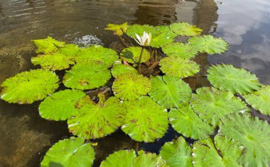 Selective focus of koi fish pond or brocade carp, with lotus plant on the water in modern pond design
