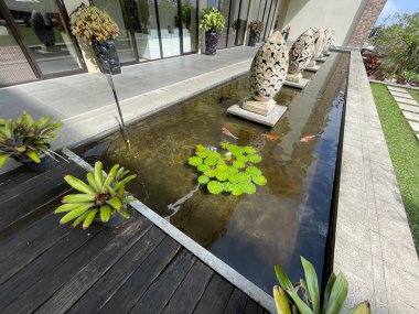 Selective focus of koi fish pond or brocade carp, with lotus plant on the water in modern pond design