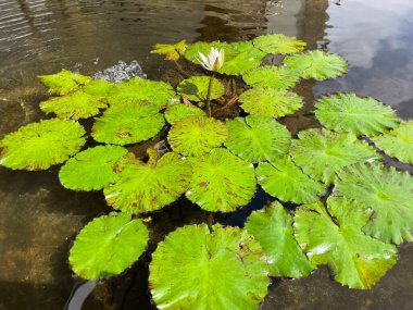 Selective focus of koi fish pond or brocade carp, with lotus plant on the water in modern pond design
