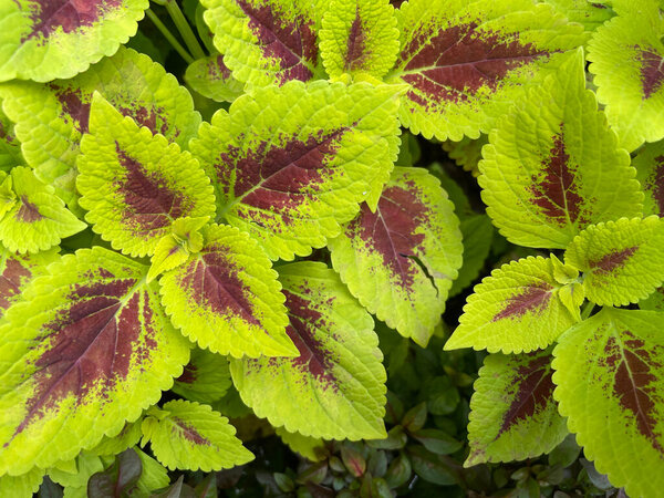 Coleus or painted nettle ornamental decorative leaves in summer flower beds in the garden growing lush and green and red