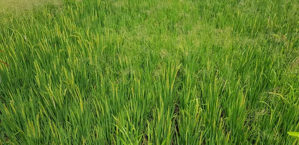 Green Beautiful Paddy Rice Field Cultivando Arroz Plantação Arroz Plantação — Fotografia de Stock